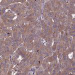 OPA3 Antibody in Immunohistochemistry (IHC)