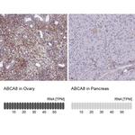 ABCA8 Antibody