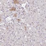 BAG6 Antibody in Immunohistochemistry (IHC)