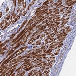 BRP44L Antibody in Immunohistochemistry (IHC)