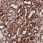 BRP44L Antibody in Immunohistochemistry (IHC)