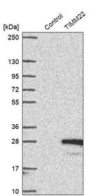 TIMM22 Antibody in Western Blot (WB)