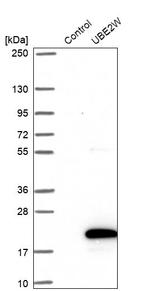 UBE2W Antibody in Western Blot (WB)