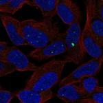 SCRT1 Antibody in Immunocytochemistry (ICC/IF)