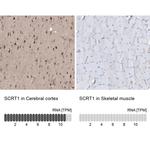 SCRT1 Antibody