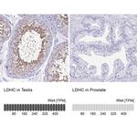 LDHC Antibody