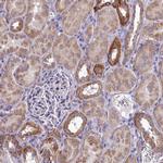 COX20 Antibody in Immunohistochemistry (IHC)