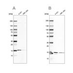 COX20 Antibody in Western Blot (WB)