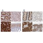 GPD2 Antibody in Immunohistochemistry (IHC)