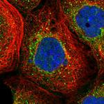 ADAMTSL2 Antibody in Immunocytochemistry (ICC/IF)