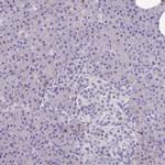 CPVL Antibody in Immunohistochemistry (IHC)