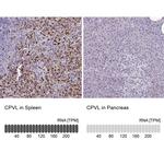 CPVL Antibody