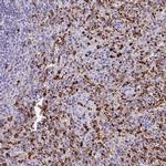 CPVL Antibody in Immunohistochemistry (IHC)