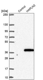 HAPLN2 Antibody in Western Blot (WB)