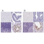 SPESP1 Antibody in Immunohistochemistry (IHC)