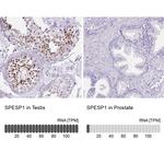 SPESP1 Antibody