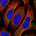 PEX14 Antibody in Immunocytochemistry (ICC/IF)