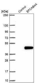 EFCAB4A Antibody in Western Blot (WB)
