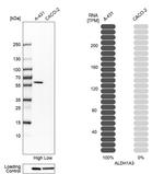 ALDH1A3 Antibody in Western Blot (WB)