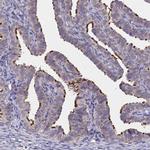 C16orf93 Antibody in Immunohistochemistry (IHC)