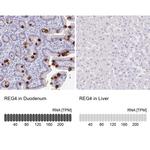 REG4 Antibody