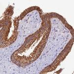 UQCRQ Antibody in Immunohistochemistry (IHC)