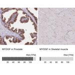 C19orf10 Antibody