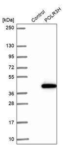 POLR3H Antibody in Western Blot (WB)