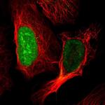 CT45A Antibody in Immunocytochemistry (ICC/IF)