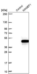 MAGEF1 Antibody in Western Blot (WB)