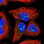 HEATR1 Antibody in Immunocytochemistry (ICC/IF)