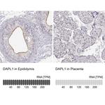 DAPL1 Antibody