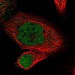 POLR2J Antibody in Immunocytochemistry (ICC/IF)