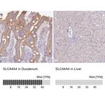 SLC44A4 Antibody