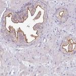 SLC44A4 Antibody in Immunohistochemistry (IHC)