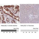 NAALADL1 Antibody