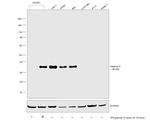 Galectin 9 Antibody