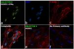 Galectin 9 Antibody