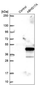 FAM108A1 Antibody in Western Blot (WB)