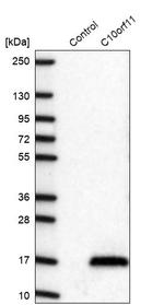 C10orf11 Antibody in Western Blot (WB)