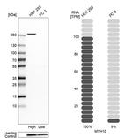 MYH10 Antibody