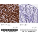 Syncollin Antibody in Immunohistochemistry (IHC)