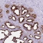 B4GALT2 Antibody in Immunohistochemistry (IHC)