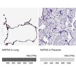 NAPSA Antibody