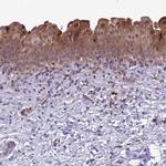 RASD1 Antibody in Immunohistochemistry (IHC)