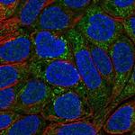 MOCOS Antibody in Immunocytochemistry (ICC/IF)