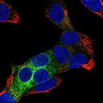 REEP6 Antibody in Immunocytochemistry (ICC/IF)