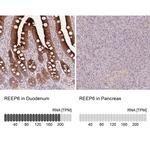 REEP6 Antibody