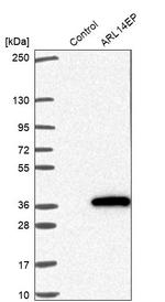 C11orf46 Antibody in Western Blot (WB)