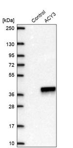 ACY3 Antibody in Western Blot (WB)